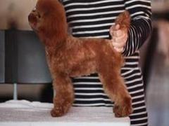 盛诚犬业