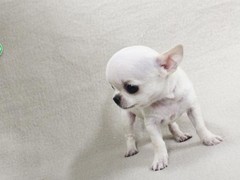 长沙喜喜宠物狗