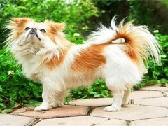 金华比利时特伏丹犬
