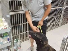 上海青浦区宠物小动物流浪狗流浪猫救助领养收容收养中心站