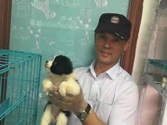 上海杨浦区上海杨浦区宠物救助领养收养收容站