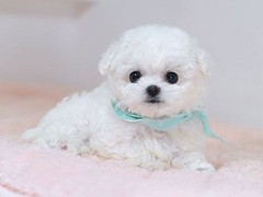 银川比利牛斯牧羊犬