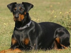 嘉兴卷毛比雄犬