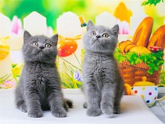 上海黄浦区宠物流浪狗流浪猫小动物救助领养收容收养中心站