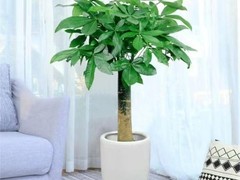 西安希美园林花卉租赁公司