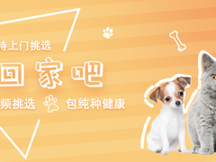 高端萌宠