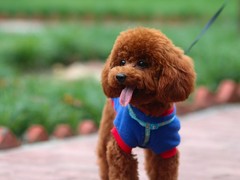 珠海戈登雪达犬