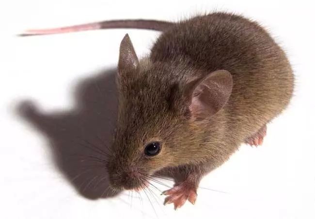 春華有害生物防治有限公司