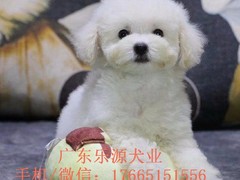 广东退伍兵犬舍