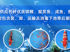 21世纪鱼缸水族维护公司