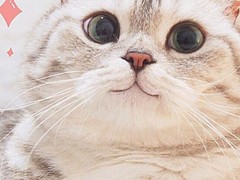 清华猫舍