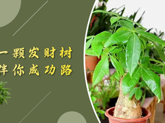 泰州发财树出售