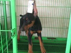 盛诚犬业
