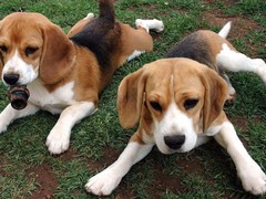 豆豆犬舍