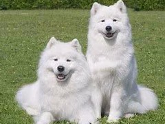 名扬犬业