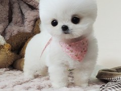 青岛红骨猎浣熊犬