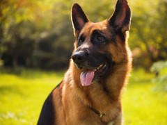南昌比利时马林诺斯犬