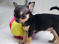 爱宠乐犬舍