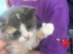 上海虹口区流浪猫狗宠物小动物收养收容救助领养中心基地站