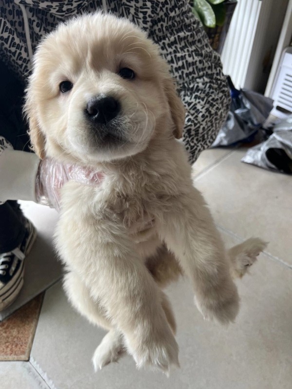 犬舍繁殖基地