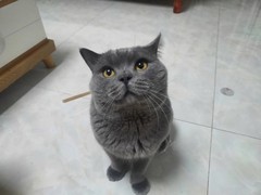 武汉馨馨猫舍