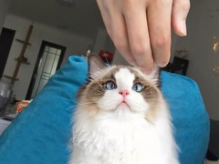 虹雨猫舍
