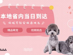 高端萌宠