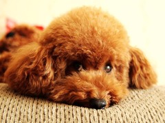 南昌硬毛指示格里芬犬