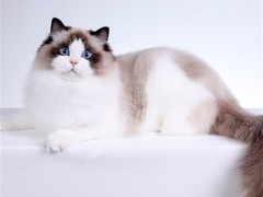 小新猫舍