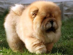 福州荷兰毛狮犬