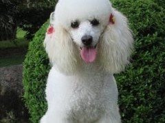 福州荷兰毛狮犬