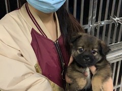 上海青浦区宠物小动物流浪狗流浪猫救助领养收容收养中心站