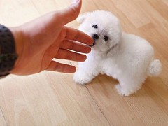 广东真顺犬业