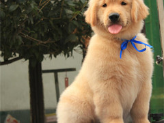 爱宠乐犬舍