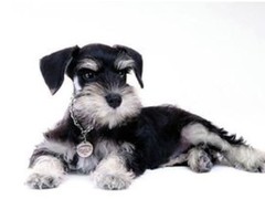 江门附近犬舍