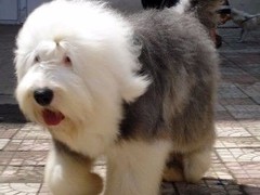 福州罗得西亚脊背犬