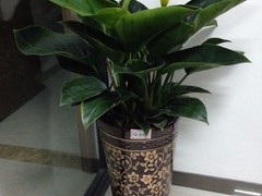 海口滨江鲜花绿植园圃