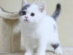 武汉馨馨猫舍