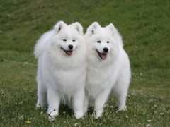 唐山英国玩具犬