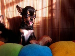 旺旺名犬