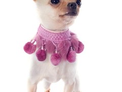 南昌比利时马林诺斯犬