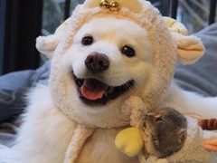 邯郸粗毛柯利犬