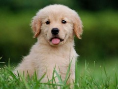 顺琦犬舍