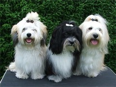 名扬犬业