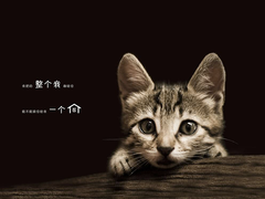欣妍猫舍