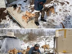 上海普陀区宠物救助领养收养收容中心