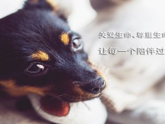 金华浦江宠物火化服务中心
