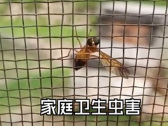 温州杀虫灭鼠公司