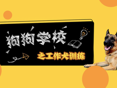 郑州训犬基地