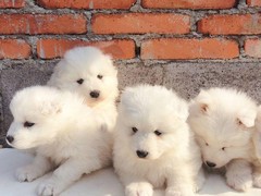 爱宠乐犬舍